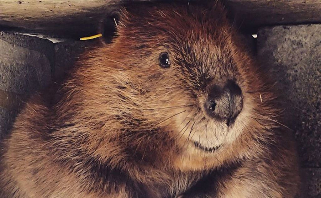 Beaver Transfer Bag (for wildlife organizations)
