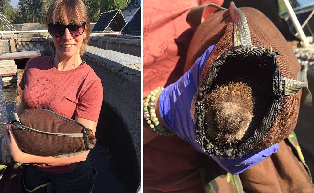 Beaver Transfer Bag (for wildlife organizations)